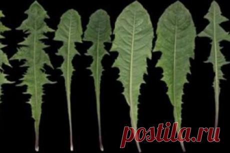 Всего один листик этой травы, которая есть в любом саду, может спасти вашу жизнь за минуту. Но только некоторые люди знают, как использовать его! 






Когда мы говорим о лейкемии, то все мы думаем в первую очередь о лекарственных средствах и химиотерапии, а также об общем несчастье и низком качестве жизни.
Но в этой статье мы расскажем вам о …