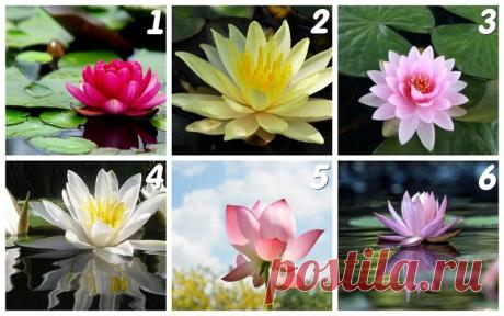 Выбранный вами цветок несет в себе послание мудрости, необходимое вам в настоящий момент жизни | Скиталец | Яндекс Дзен