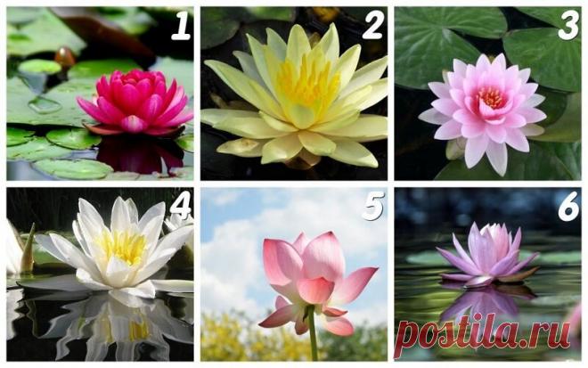 Выбранный вами цветок несет в себе послание мудрости, необходимое вам в настоящий момент жизни | Скиталец | Яндекс Дзен