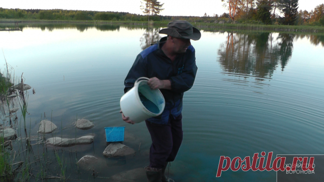 Кормлю карпа пропитанной кукурузой и забываю до осени. Профилактика рыбы от краснухи метиленовым синим | Хозяйство Воронова | Яндекс Дзен