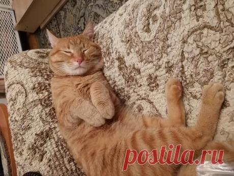 Наши коты - #15 | Кошка Чернуха и кот Беляшик | Яндекс Дзен