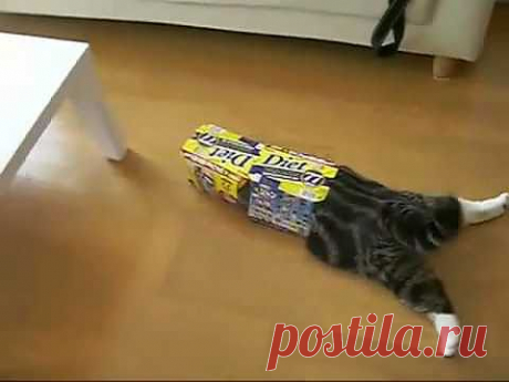 I am Maru - The stunt cat (the melophonic remix) - YouTube