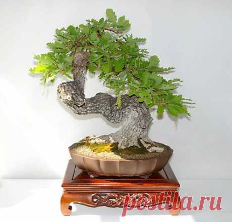 Quercus cerris, Zerr-Eiche, Bonsai   |   Pinterest • Всемирный каталог идей