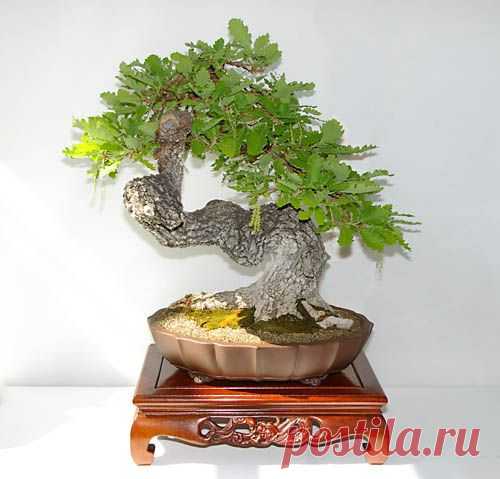 Quercus cerris, Zerr-Eiche, Bonsai   |   Pinterest • Всемирный каталог идей