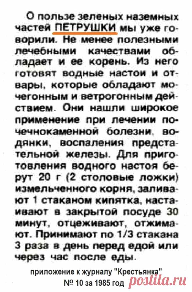 Корень петрушки