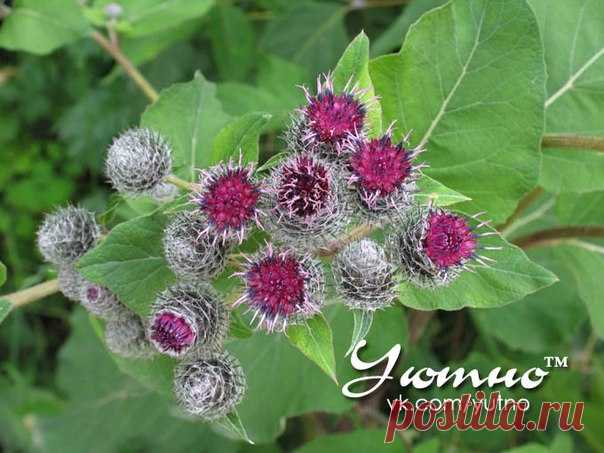 Лечение миомы.