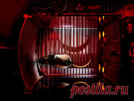 Мозг в плену страстей: новые открытия помогают избавиться от зависимостей — Крысу, стоящую перед симулятором игрового автомата, соблазняют те же яркие огни и пульсирующие звуки, что и людей в казино. Если предложить ей на выбор несколько «игр» с разной вероятностью выигрыша и размером «премиальных» (приз — кусочки сахара), крыса будет упорно выбирать вариант с наибольшим выигрышем при наименьшей возможности его получить. Нейробиолог из Университета Британской Колумбии Ката...