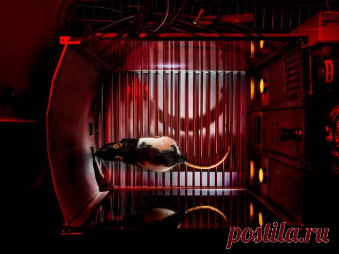 Мозг в плену страстей: новые открытия помогают избавиться от зависимостей — Крысу, стоящую перед симулятором игрового автомата, соблазняют те же яркие огни и пульсирующие звуки, что и людей в казино. Если предложить ей на выбор несколько «игр» с разной вероятностью выигрыша и размером «премиальных» (приз — кусочки сахара), крыса будет упорно выбирать вариант с наибольшим выигрышем при наименьшей возможности его получить. Нейробиолог из Университета Британской Колумбии Ката...