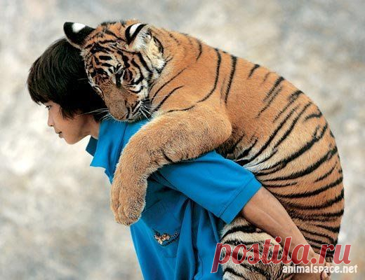 Люди и животные » Редкие животные, дикие животные, необычные животные и мифические животные на animalspace.net