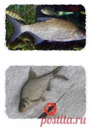 Ловля леща в течении года | SilverPike.ru