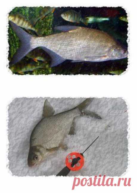 Ловля леща в течении года | SilverPike.ru