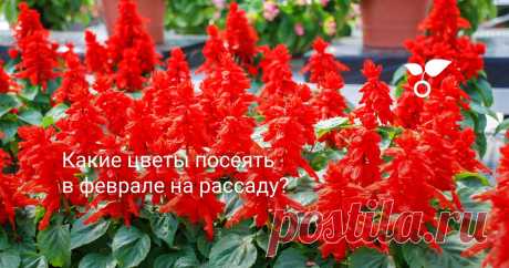 Февраль — «стартовый» и основной месяц для выращивания рассады и однолетников, и двулетников, и многолетних цветов. Легендарные петунии, классические гвоздики и бальзамины, дельфиниумы с кобеями — все это «февральские» цветы.