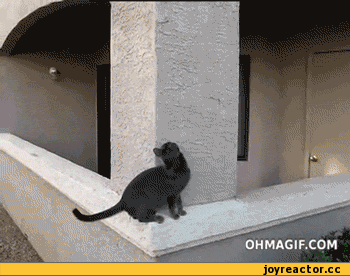 Смешные коты))))