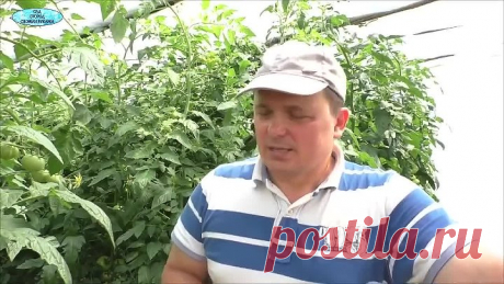 От этой обработки "осыпалась" вся тля!!! Действительно эффективный способ!