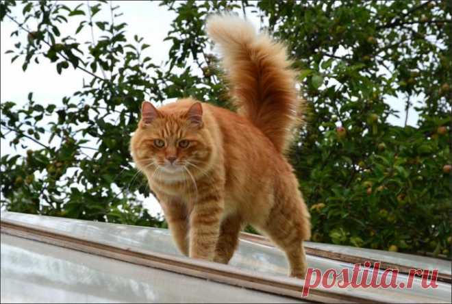 Тише, мыши, кот на крыше!)