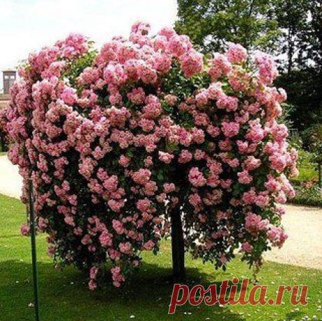 ШТАМБОВАЯ РОЗА - АРИСТОКРАТКА В ВАШЕМ САДУ