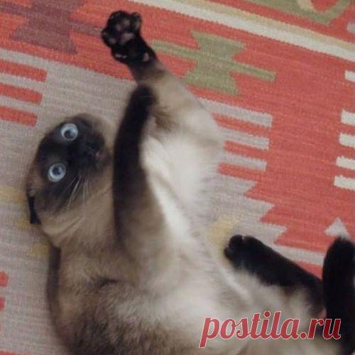 10 котов, которые попробовали валерьянку и кошачью мяту