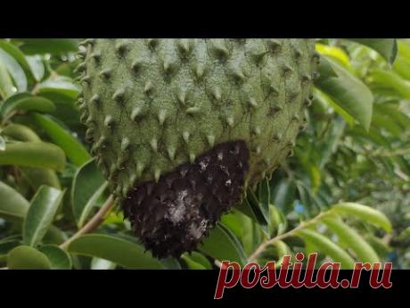 Que productos usar para el control de hongos en Guanabana. primera aplicación