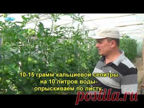 ВЕРШИННАЯ ГНИЛЬ НА ПОМИДОРАХ-КАК ВЫЛЕЧИТЬ.