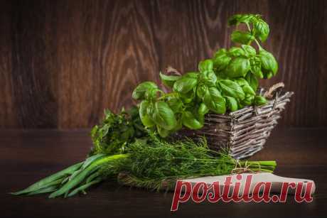 Соус из укропа: отличная альтернатива замораживанию