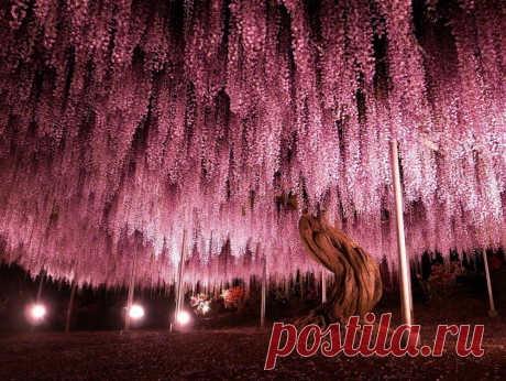 Пурпурные небеса...
Крупнейшая глициния в Японии.