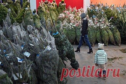 Россиян предупредили о штрафах за перевозку елки. Юрист Европейской Юридической Службы Юлия Цын предупредила россиян о штрафах за несоблюдение правил дорожного движения (ПДД) при перевозе новогодней ели. Так, согласно правилам, перевозимый груз не должен ограничивать обзор, затруднять управление и нарушать устойчивость автомобиля.