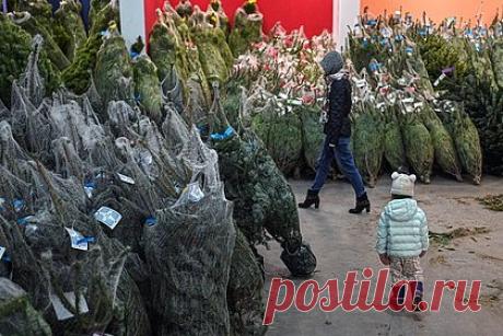 Россиян предупредили о штрафах за перевозку елки. Юрист Европейской Юридической Службы Юлия Цын предупредила россиян о штрафах за несоблюдение правил дорожного движения (ПДД) при перевозе новогодней ели. Так, согласно правилам, перевозимый груз не должен ограничивать обзор, затруднять управление и нарушать устойчивость автомобиля.