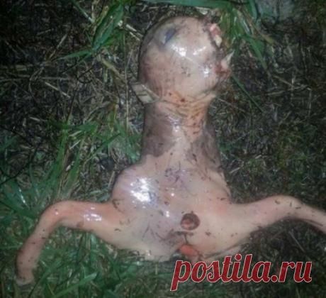 Это шокирующее существо одна девушка из Калифорнии нашла в своем дворе. Что это такое?