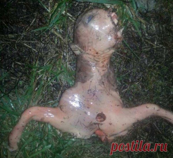 Это шокирующее существо одна девушка из Калифорнии нашла в своем дворе. Что это такое?