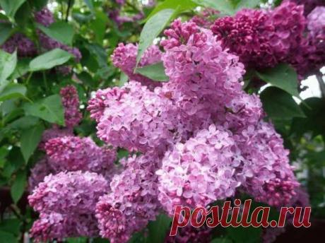 5 проверенных способов размножения сирени