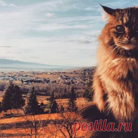 Пейзажный кот