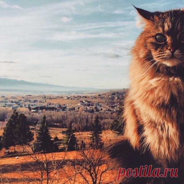 Пейзажный кот