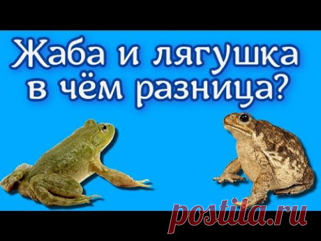 Жаба и лягушка — в чём разница? 11 Отличий Жабы обычно крупнее, их серо-бурая кожа покрыта бородавками и бугорками. Зато на ощупь она сухая в отличается от гладкой, влажной и скользкой лягушачьей.Голо...