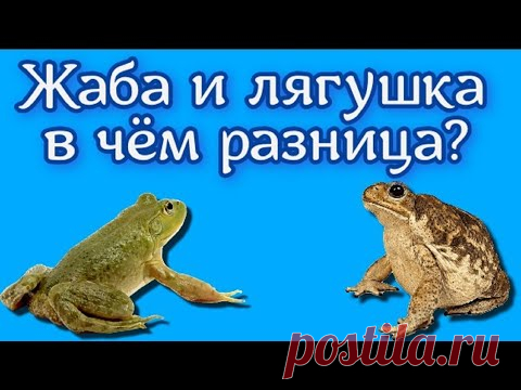 Жаба и лягушка — в чём разница? 11 Отличий Жабы обычно крупнее, их серо-бурая кожа покрыта бородавками и бугорками. Зато на ощупь она сухая в отличается от гладкой, влажной и скользкой лягушачьей.Голо...