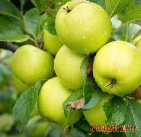 Подкармливаем дерево, если падают яблоки!

Чтобы яблони давали хороший урожай, и завязи не осыпались их нужно несколько раз за сезон подкормить.

Первый раз удобряем яблони в середине апреля, для этого вносим в землю под каждое дерево по пять ведер перепревшего навоза, в это же время можно внести мочевину, ей нужно посыпать почву под яблонями по 500 гр на каждую и заделать в землю рыхлением.

А вот когда яблони зацветут поливаем каждую раствором, приготовленным из 50 л вод...