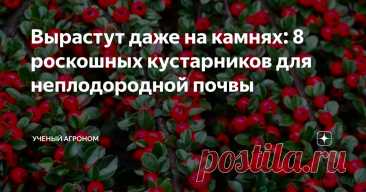 Вырастут даже на камнях: 8 роскошных кустарников для неплодородной почвы Статья автора «УЧЕНЫЙ АГРОНОМ» в Дзене ✍: Как-то раз меня приглашали консультантом в монастырский сад. Точнее, сада тогда еще не было. Потому что участок был сложный.