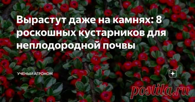 Вырастут даже на камнях: 8 роскошных кустарников для неплодородной почвы Статья автора «УЧЕНЫЙ АГРОНОМ» в Дзене ✍: Как-то раз меня приглашали консультантом в монастырский сад. Точнее, сада тогда еще не было. Потому что участок был сложный.
