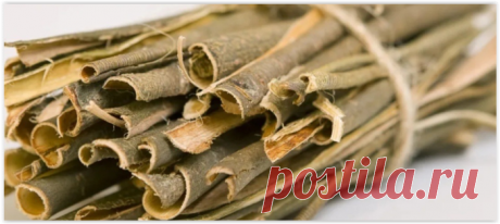 ЦЕЛЕБНЫЕ РАСТЕНИЯ | Записи в рубрике ЦЕЛЕБНЫЕ РАСТЕНИЯ | КЛУБ КРАСОТЫ И ЗДОРОВЬЯ