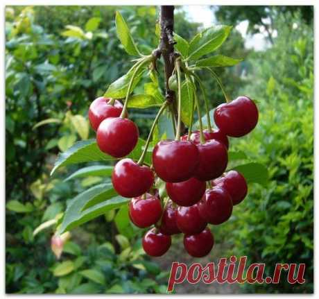 Правильно осуществляйте подкормку вишни