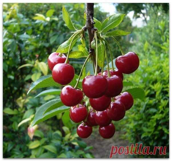 Правильно осуществляйте подкормку вишни