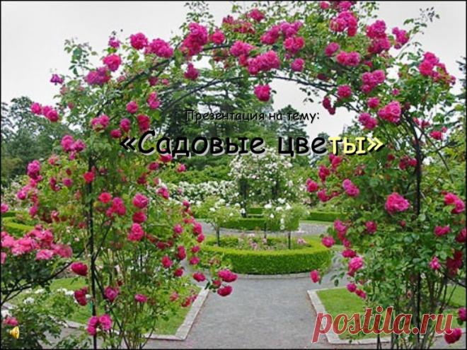 садовые  цветы Презентация на тему:«Садовые цветы»
