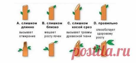 Схема правильного среза веток яблони 

#советы_в_быту@m_lifehack