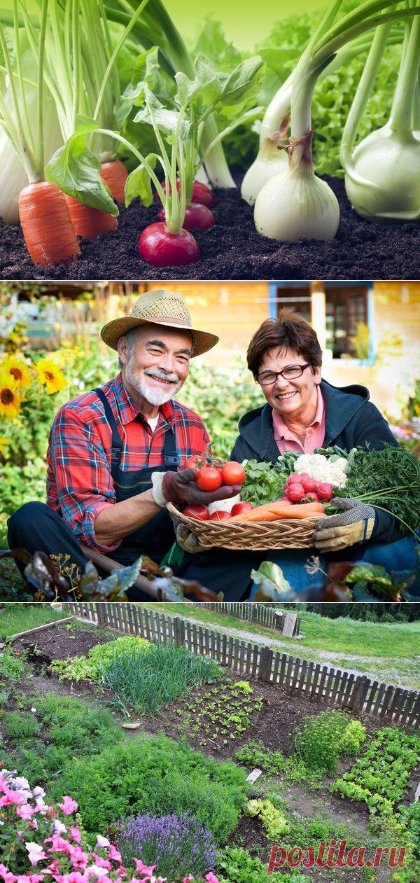 Чего и сколько нам сажать, чтоб закромам не пустовать / Огород / 7dach.ru