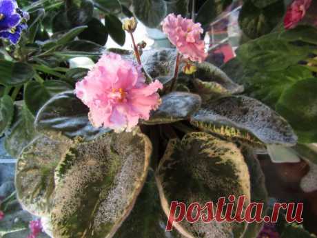 (51) Одноклассники