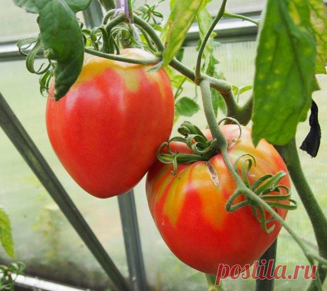 Лучшие сорта томатов на 2020: выбор редакции | Томаты (Огород.ru)
