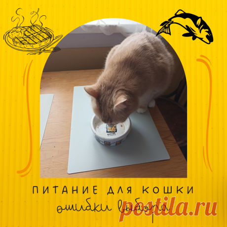 Тип питания для кошек, часть вторая. Ошибки выбора. | Дневник кошатницы | Дзен