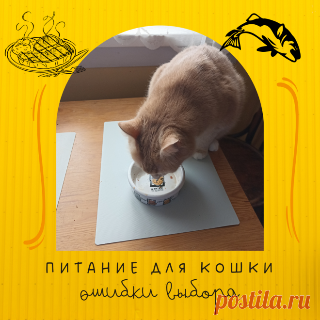 Тип питания для кошек, часть вторая. Ошибки выбора. | Дневник кошатницы | Дзен