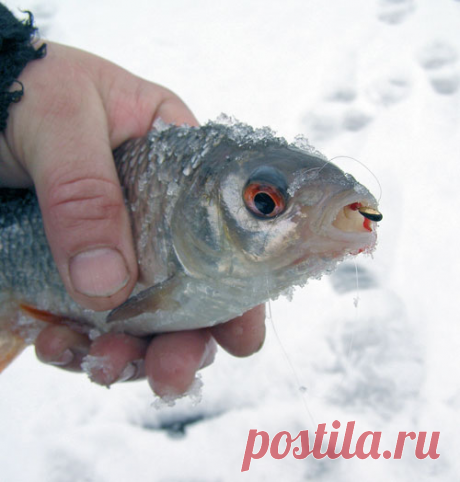 Вольфрам или свинец?