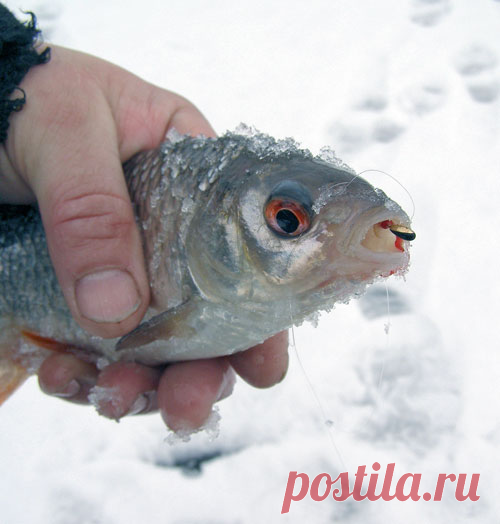 Вольфрам или свинец?