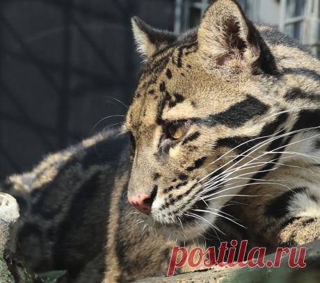 clouded leopard Ouwehand LF1A0844 | safi kok | Flickr